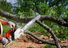 Best Emergency Tree Removal  in Suncoast Estates, FL