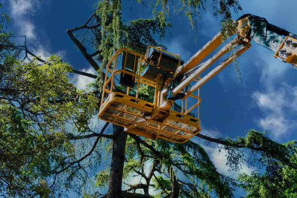 How Our Tree Care Process Works  in  Suncoast Estates, FL